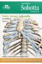 Anatomia Sobotta Flashcards Kości stawy i więzadła Edra Urban