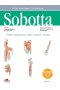 Tablice anatomiczne mięśni, stawów i nerwów. Łacińskie mianownictwo